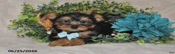 Yorkshire Terrier dogs for sale: Bradly - Ad 5