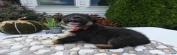 Mixed Breed dogs for sale: Mixed Breed 6 Macy - Ad 4