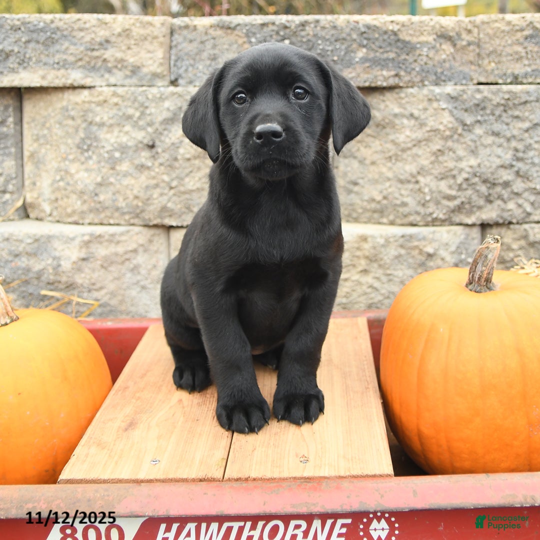 Labrador Retriever dogs for sale: Abagail - Ad 2