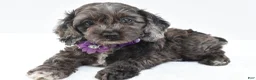 Cockapoo dogs for sale: Orla - Ad 6