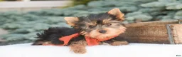 Yorkshire Terrier dogs for sale: Cheyenne - Ad 6