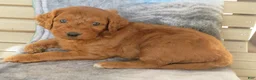 Mini Goldendoodle dogs for sale: Coffee - Ad 7