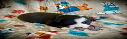 Australian Shepherd dogs for sale: Coffee - Ad 1