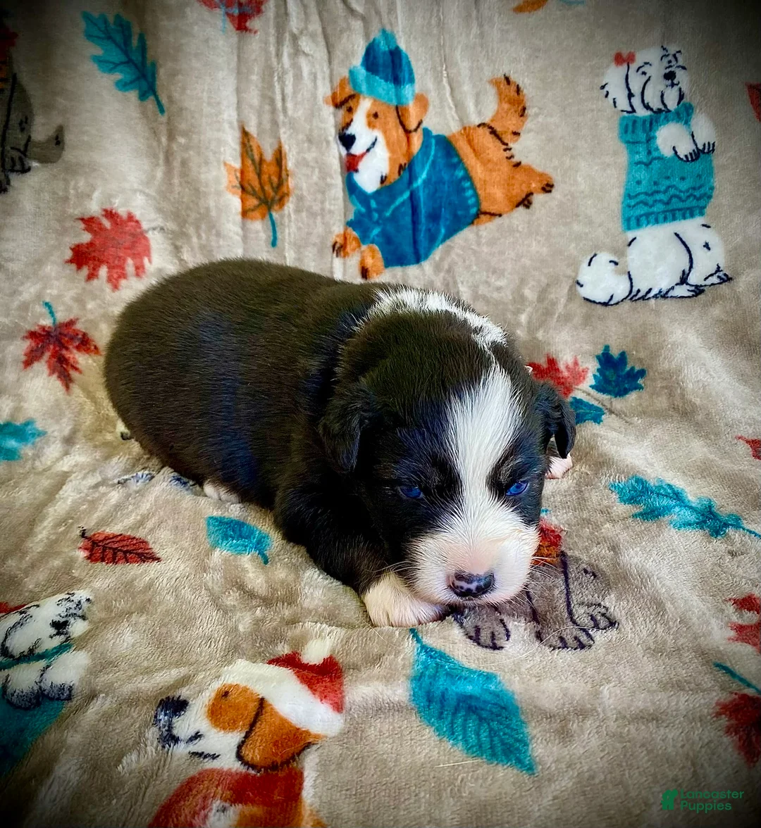 Australian Shepherd dogs for sale: Coffee - Ad 1