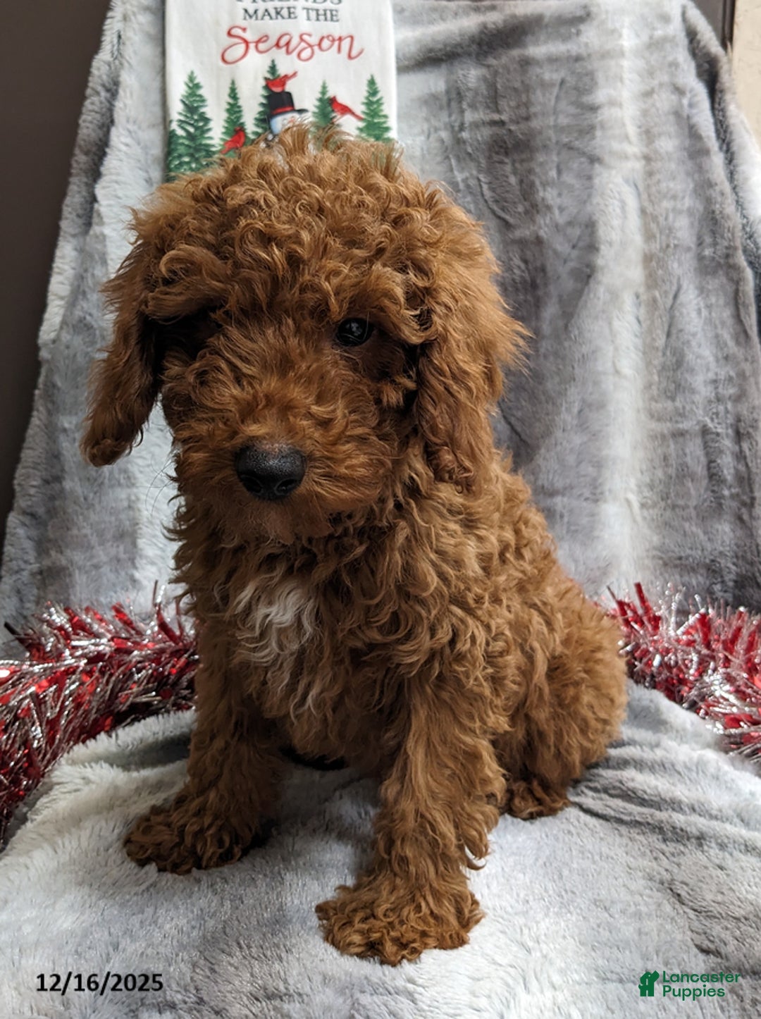 Miniature Poodle dogs for sale: Jolly - Ad 2