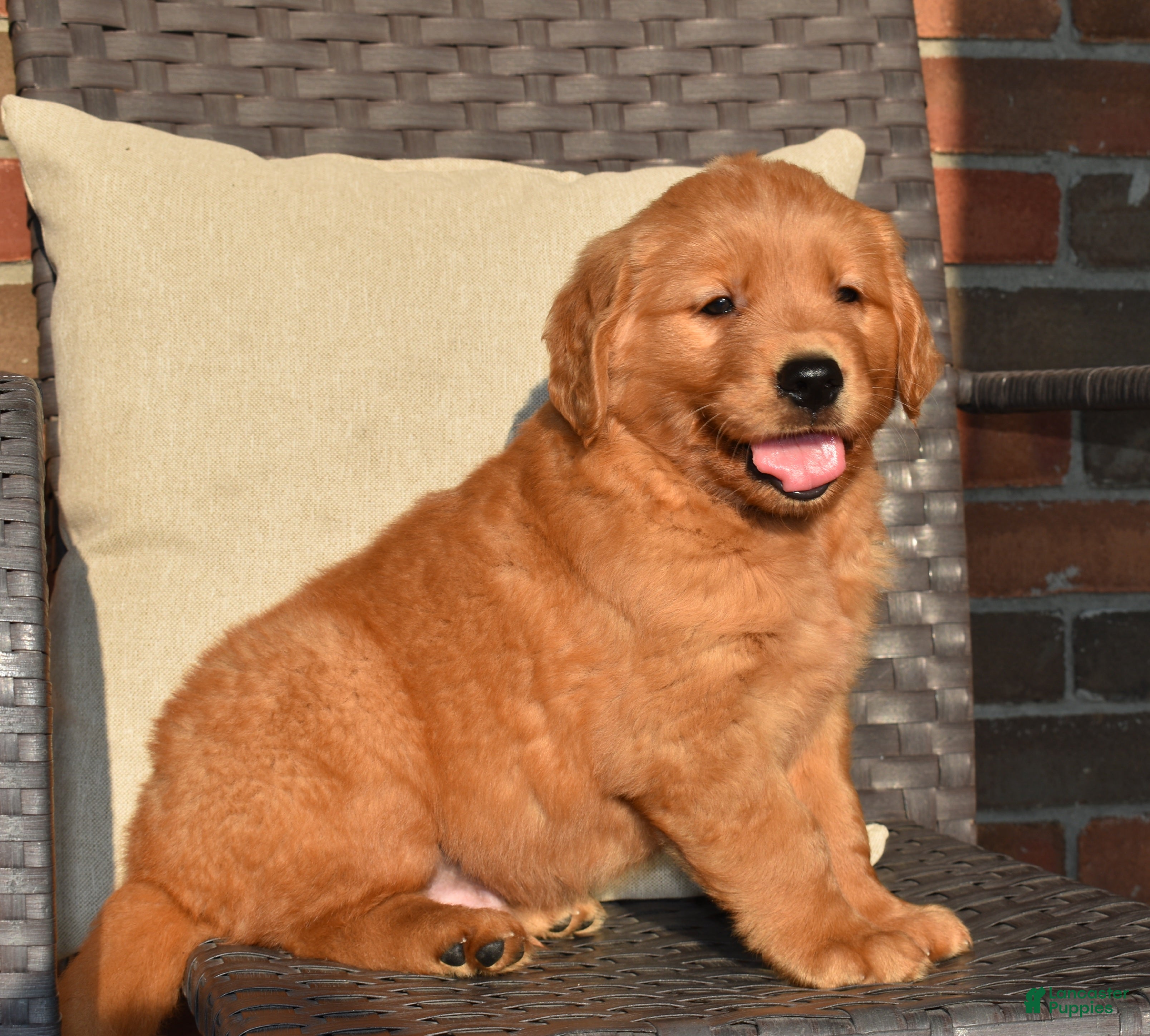 Golden Retriever dogs Bo - Ad 1