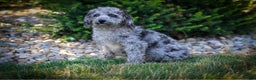 Miniature Poodle dogs for sale: Coal - Ad 10