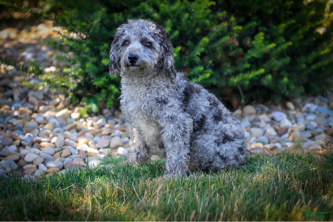 Miniature Poodle dogs for sale: Coal - Ad 10