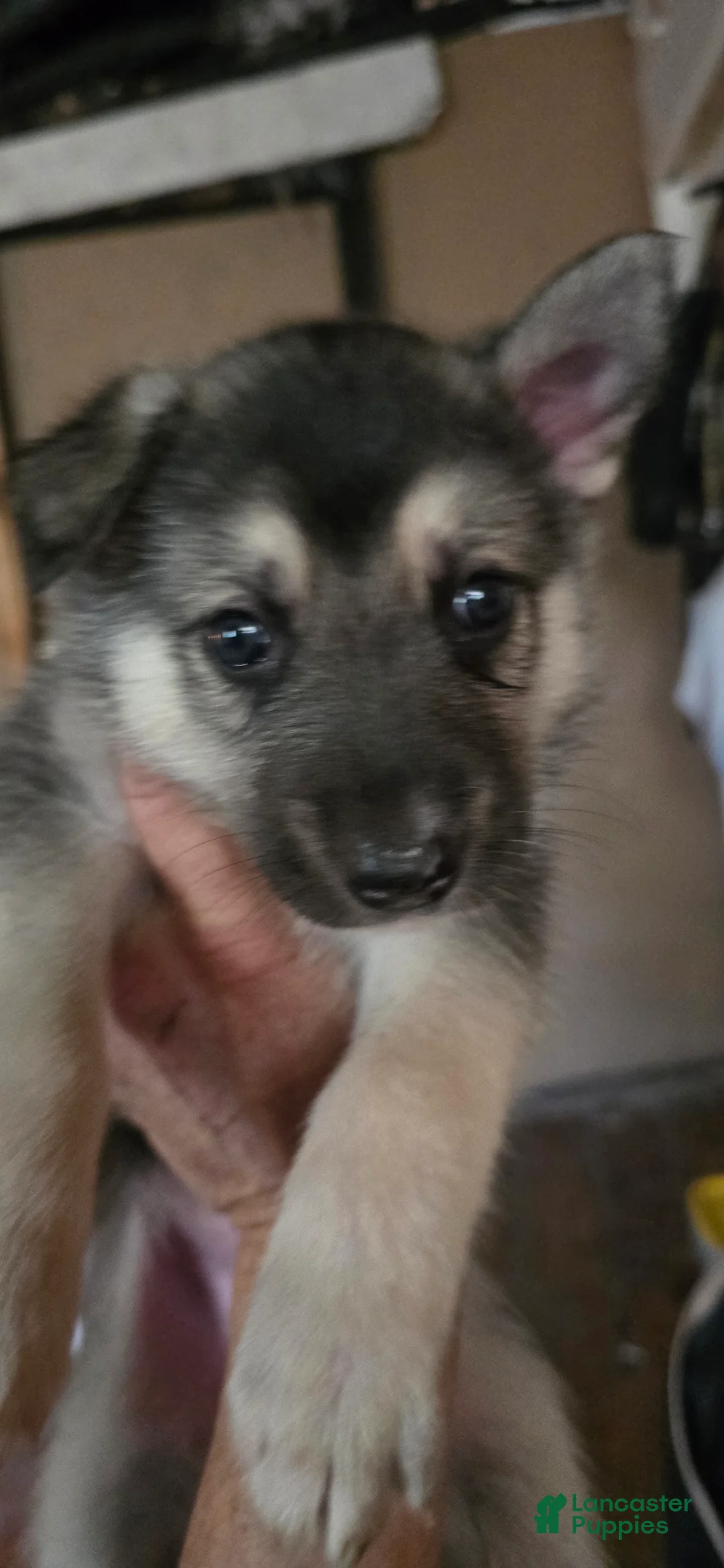 Gerberian Shepsky dogs for sale: Gerberian Shepsky 4 - Ad 2