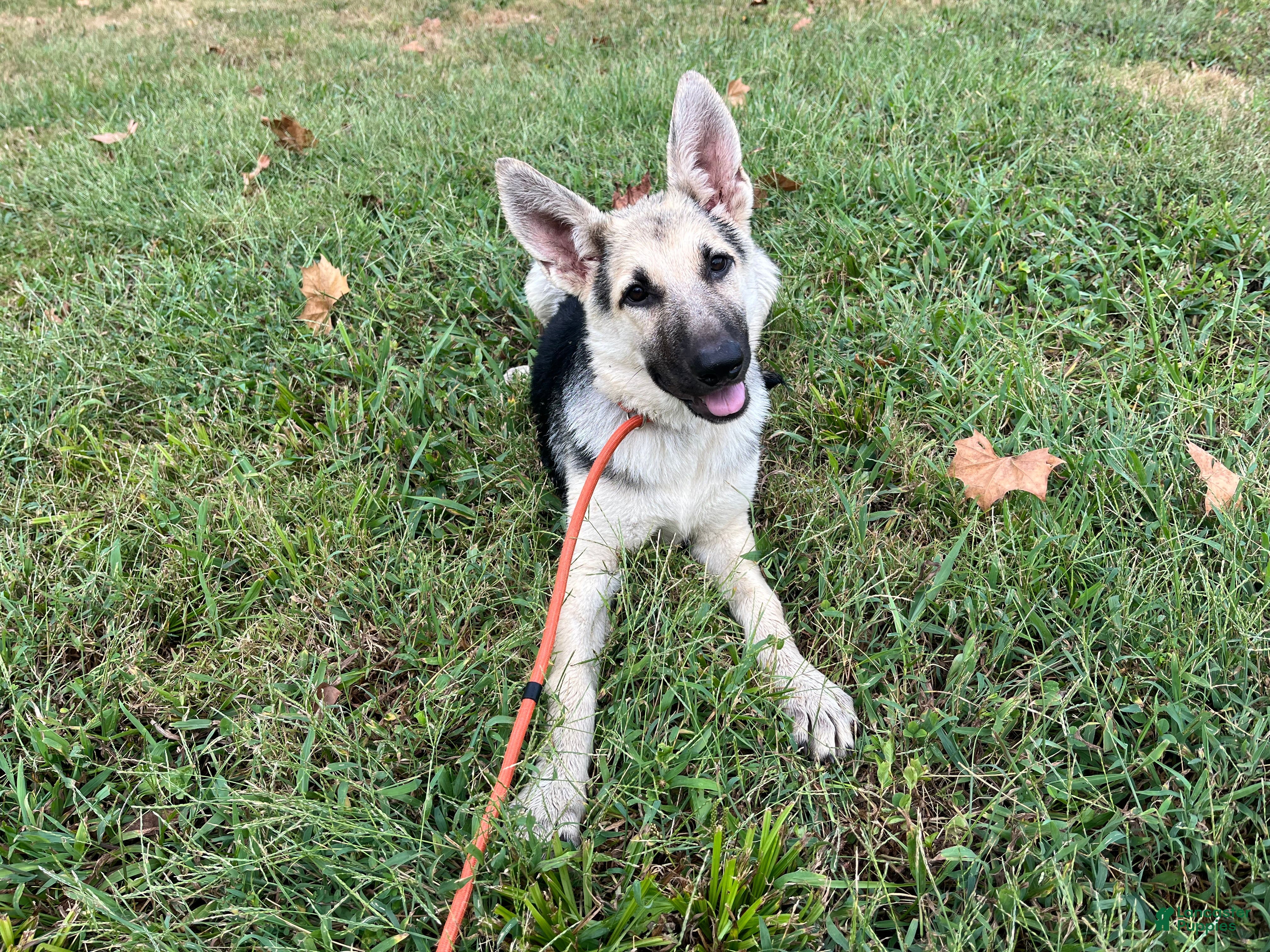German Shepherd dogs Daisy - Ad 17