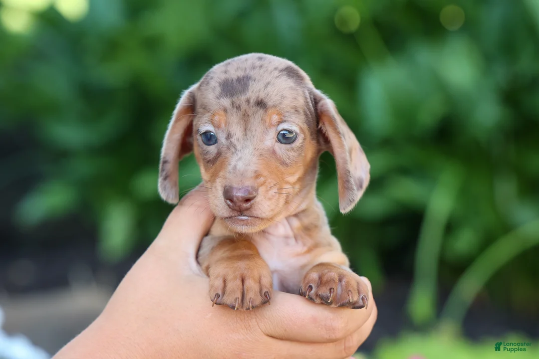 Miniature Dachshund dogs for sale:  Zion💙 - Ad 2