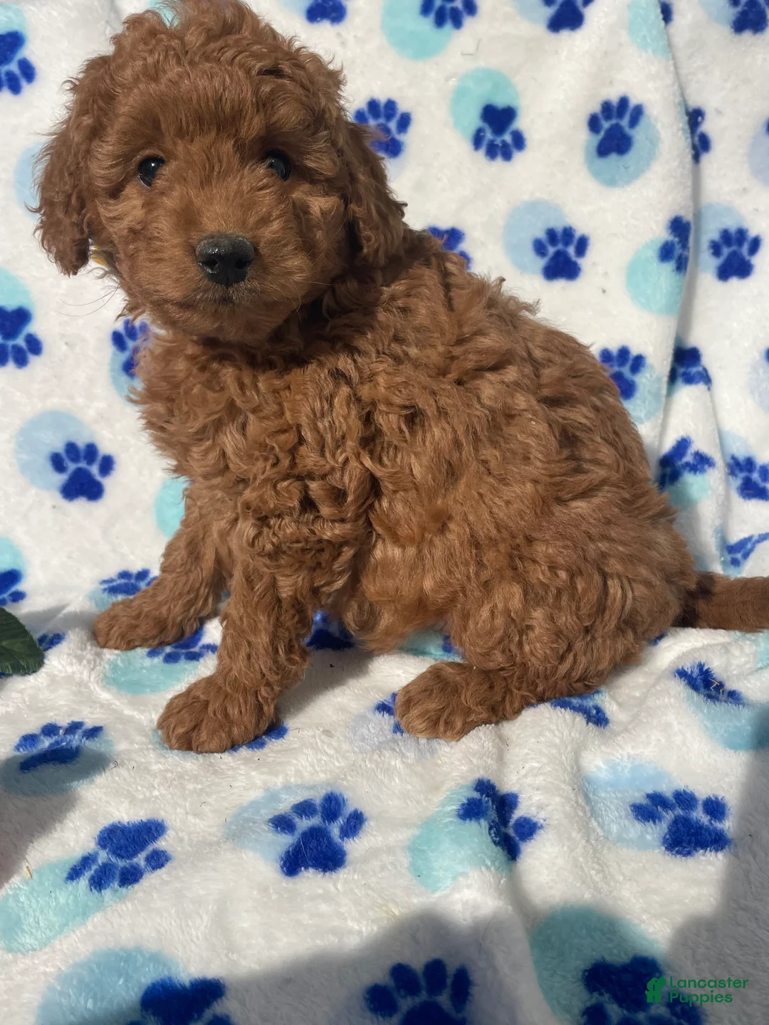 Mini Goldendoodle dogs for sale: Topaz - Ad 4