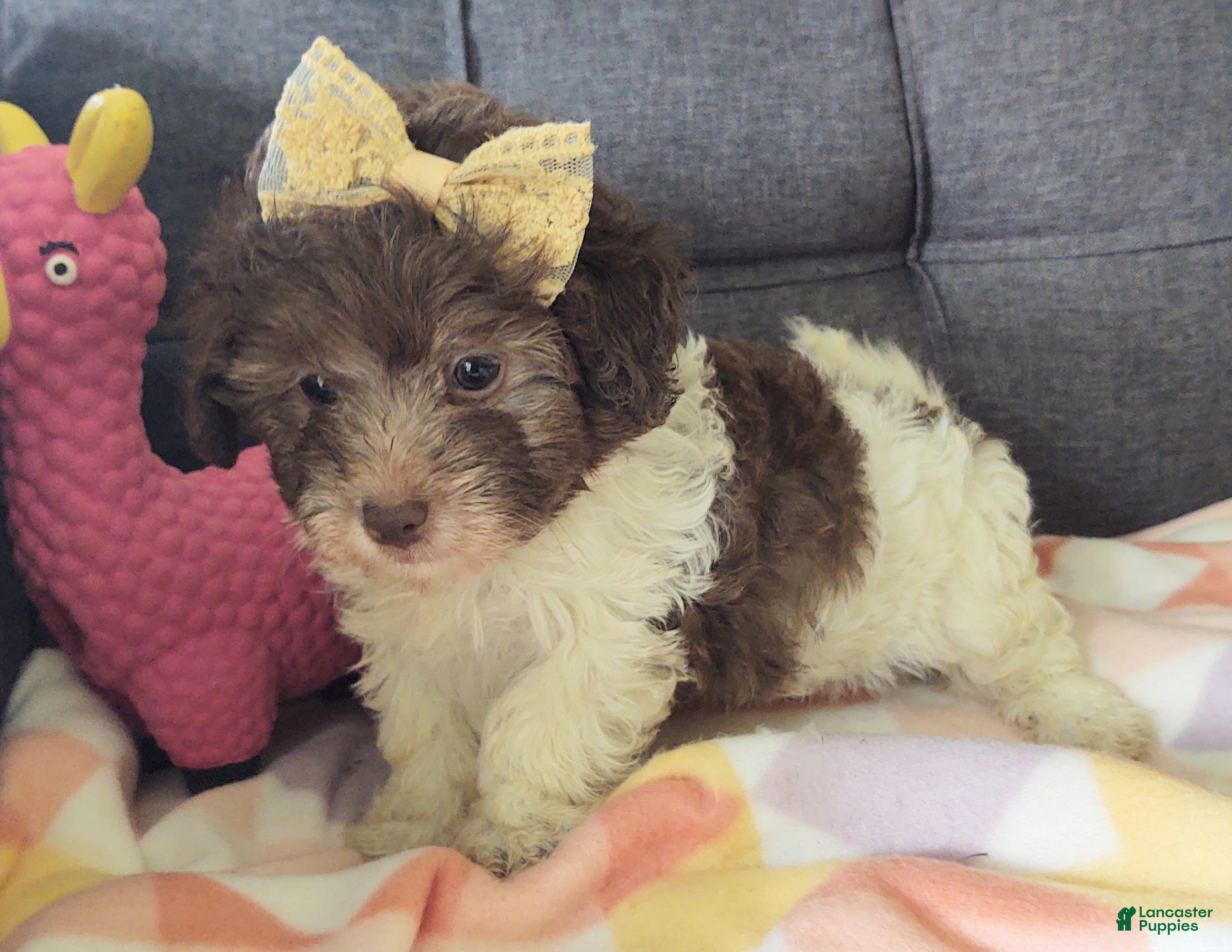 Maltipoo dogs Birdie  - Ad 2