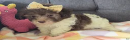 Maltipoo dogs for sale: Birdie  - Ad 2