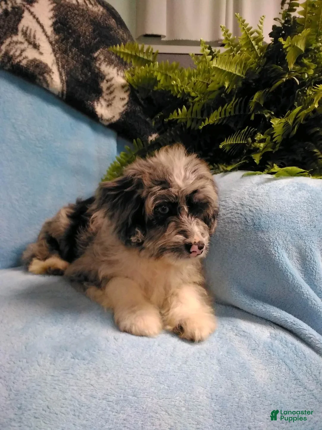 Mini Aussiedoodle dogs for sale: Banjo - Ad 2