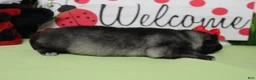 Keeshond dogs for sale: Louise  - Ad 3