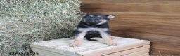 German Shepherd dogs for sale: Macy - Ad 1