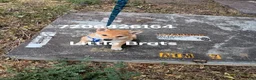 Shiba Inu dogs for sale: Red M - Ad 2