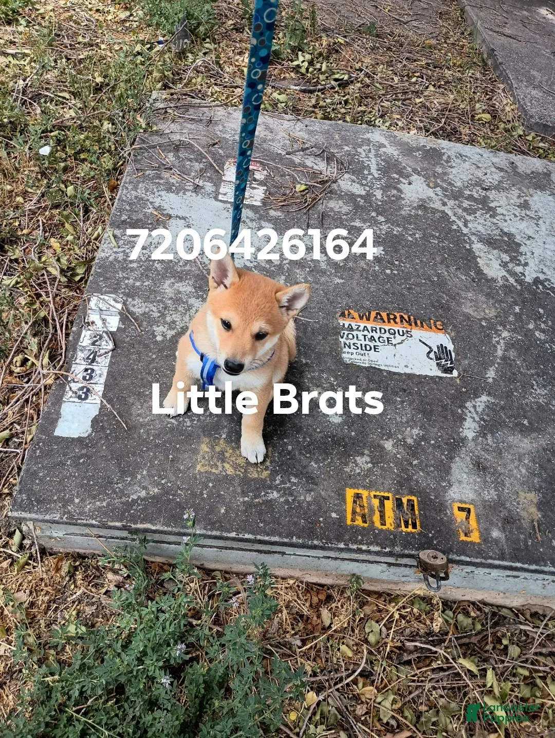 Shiba Inu dogs for sale: Red M - Ad 2