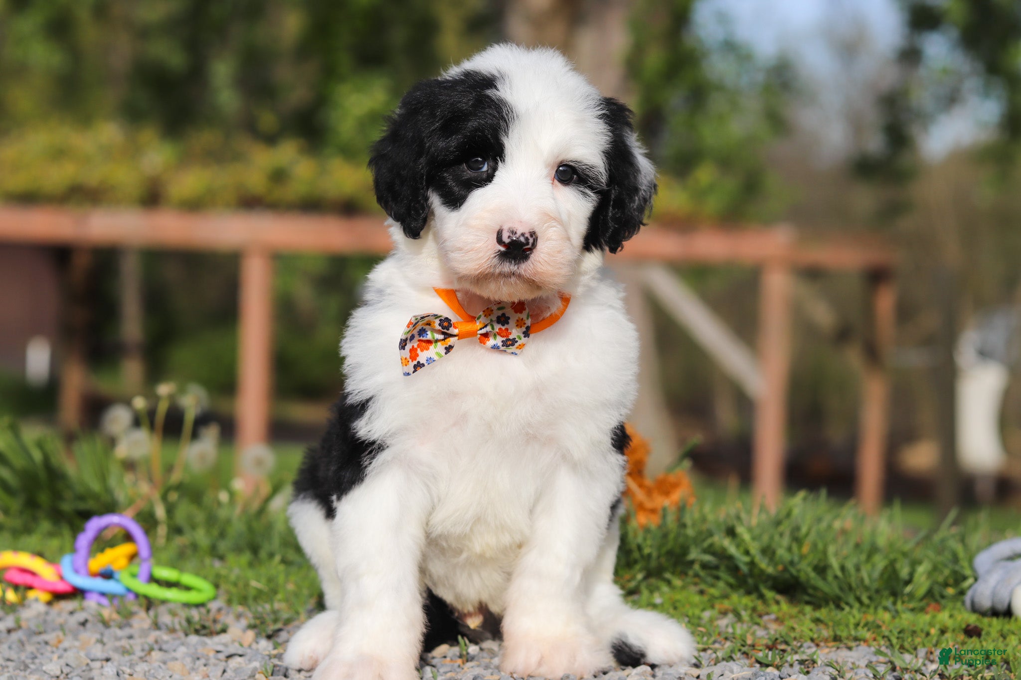Sheepadoodle dogs for sale: Buddy - Ad 2