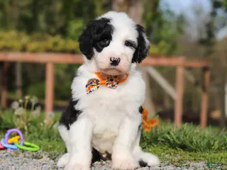Sheepadoodle dogs for sale: Buddy - Ad 2