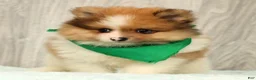 Pomeranian dogs for sale: Houston - Ad 5