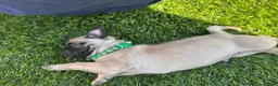 Pug dogs for sale: Pug Puppy 1 green - Ad 5