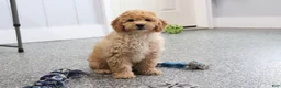Mini Goldendoodle dogs for sale: Frankie - Ad 4