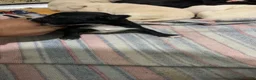 American Pit Bull Terrier dogs for sale: Black and mild - Ad 6