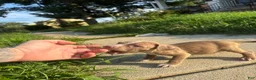 American Bully dogs for sale: Cupcake  - Ad 7