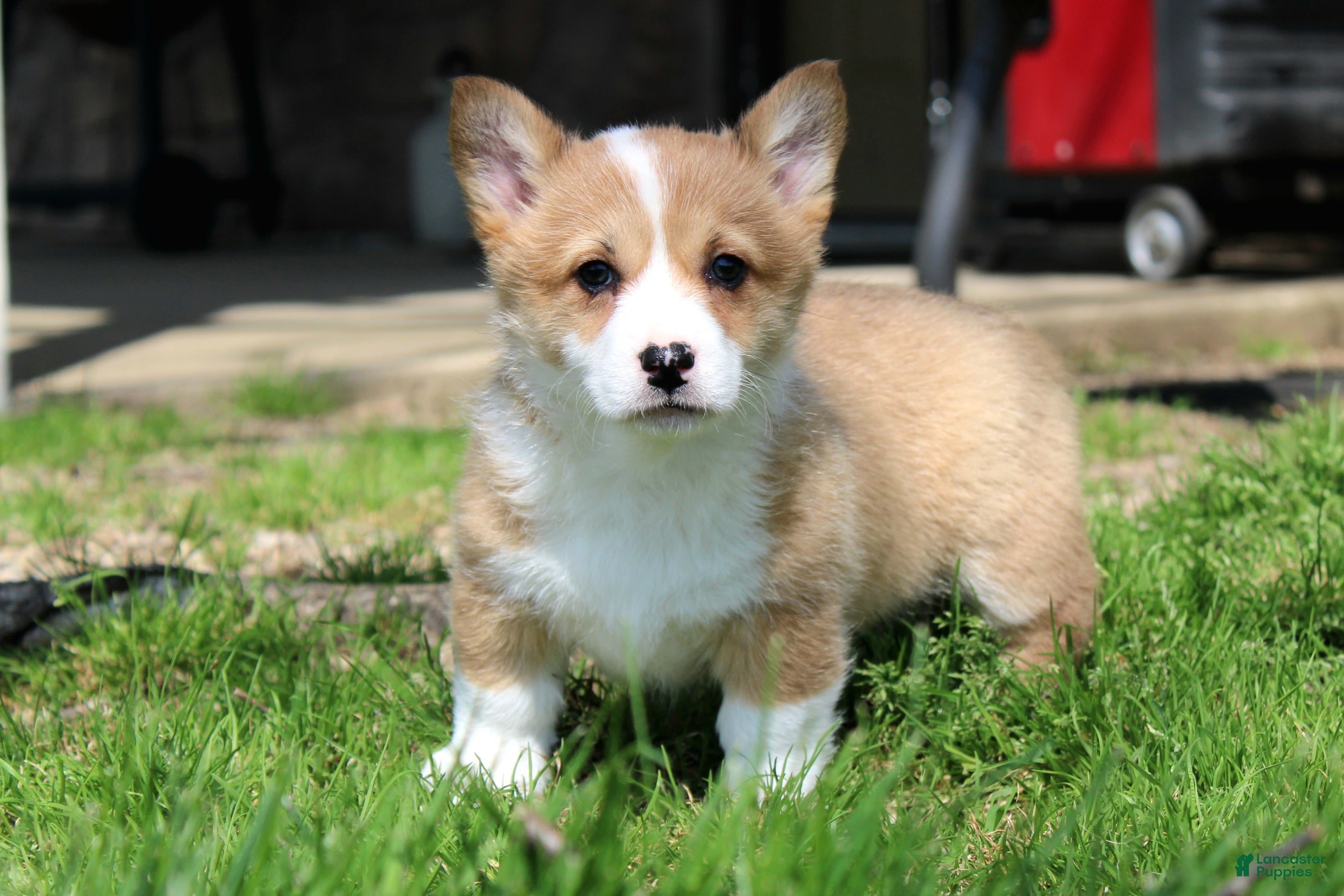 Welsh Corgi Pembroke dogs Triple clear Rory - Ad 1