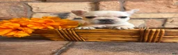 French Bulldog dogs for sale: French Bulldog 1 - Ad 8