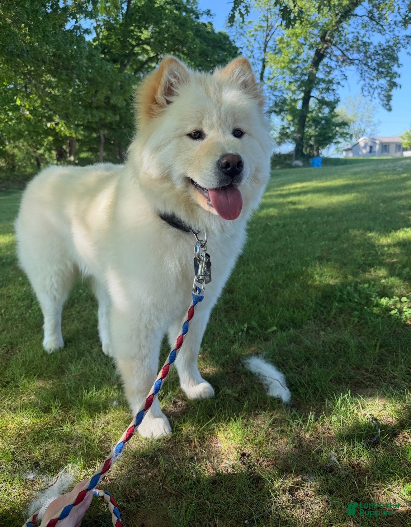Mixed Breed dogs for sale: Saki - Ad 2