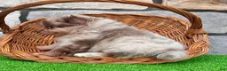 Pomeranian dogs for sale: Winston - Ad 6