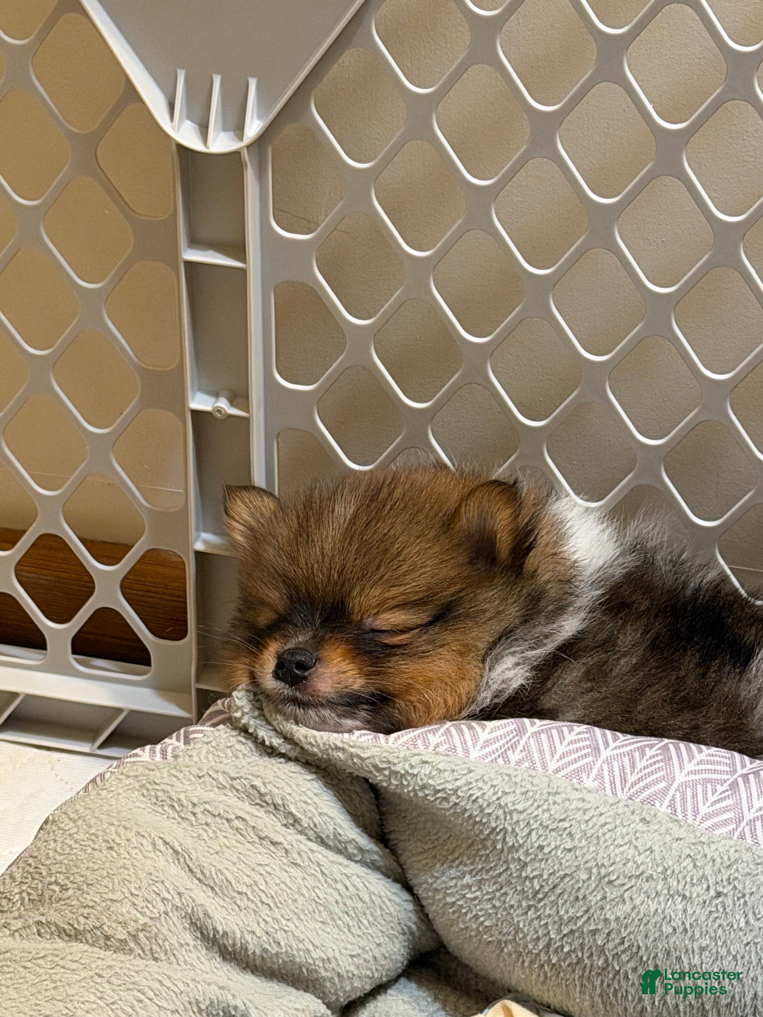 Pomeranian dogs for sale: Pinzo - Ad 2