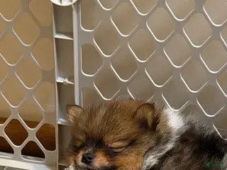 Pomeranian dogs for sale: Pinzo - Ad 2