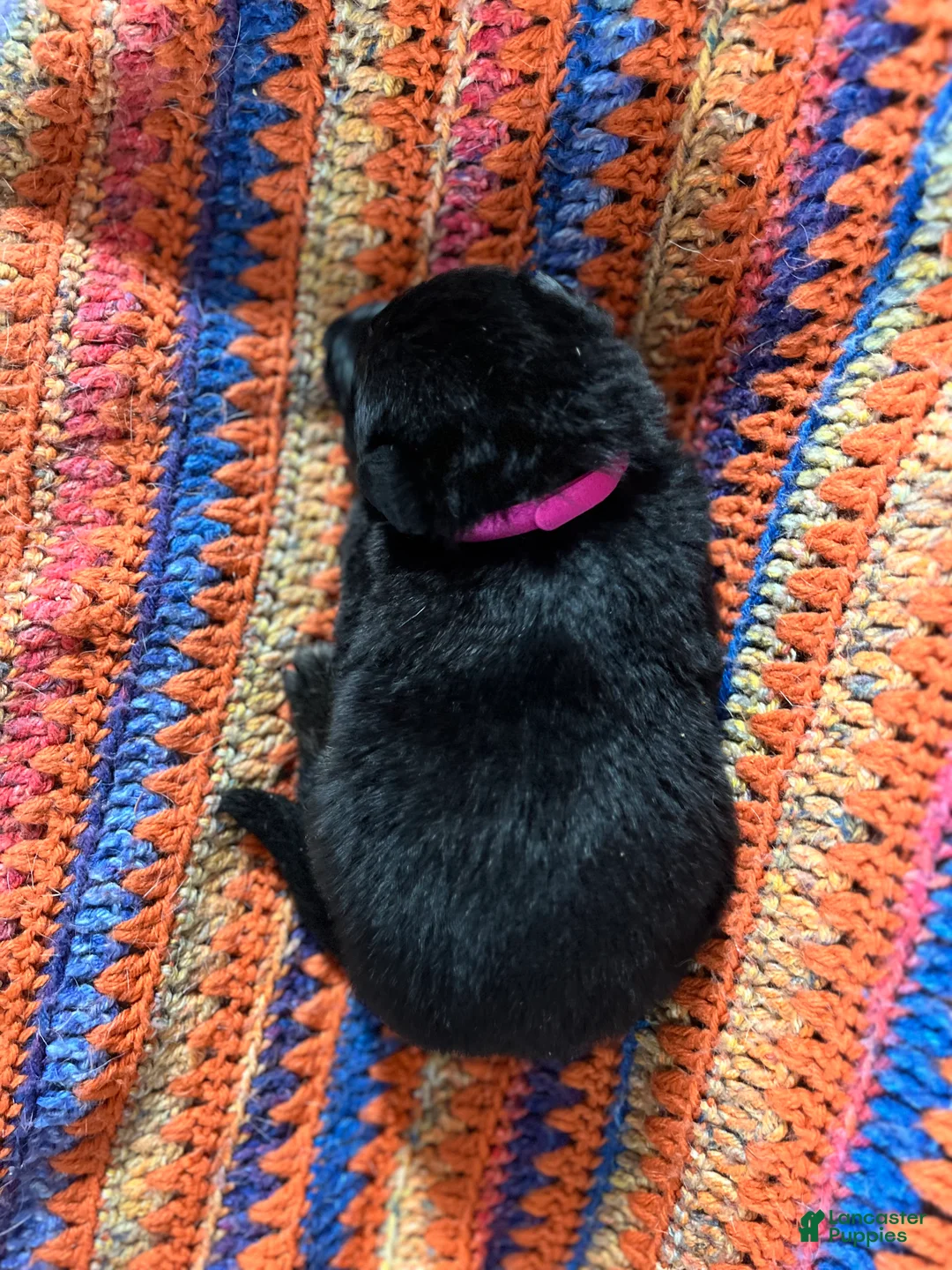 German Shepherd dogs for sale: German Shepherd Puppy 3 - Ad 7