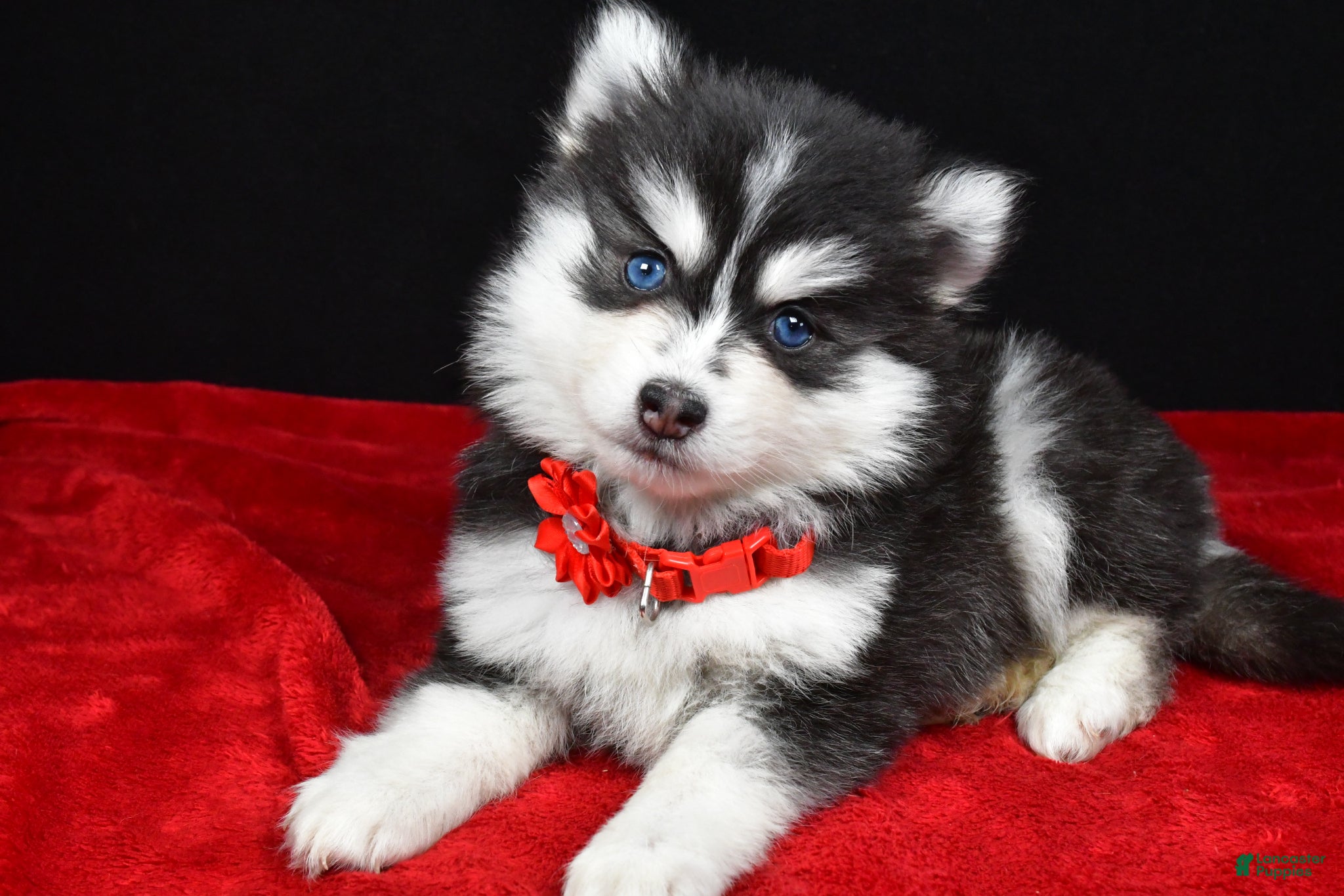 Pomsky dogs Julie - Ad 2