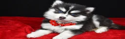 Pomsky dogs for sale: Julie - Ad 2