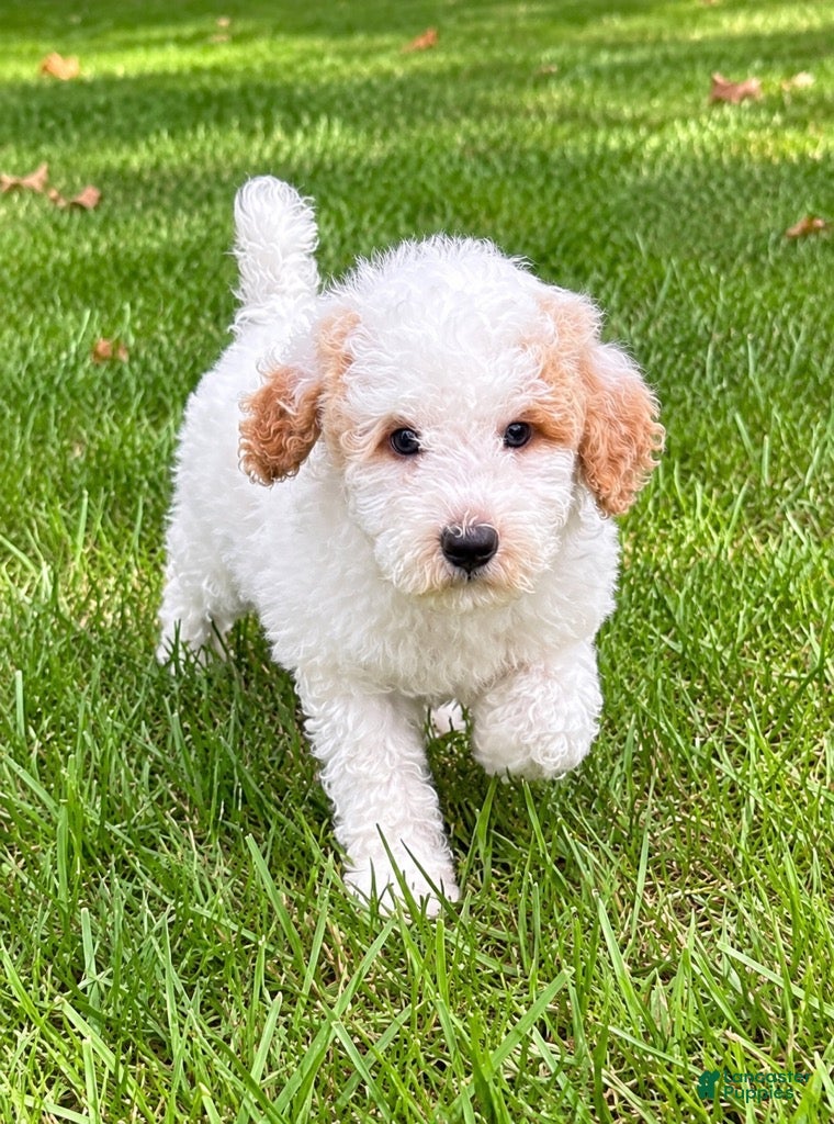 Miniature Poodle dogs Millie - Ad 2