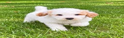 Miniature Poodle dogs for sale: Millie - Ad 2