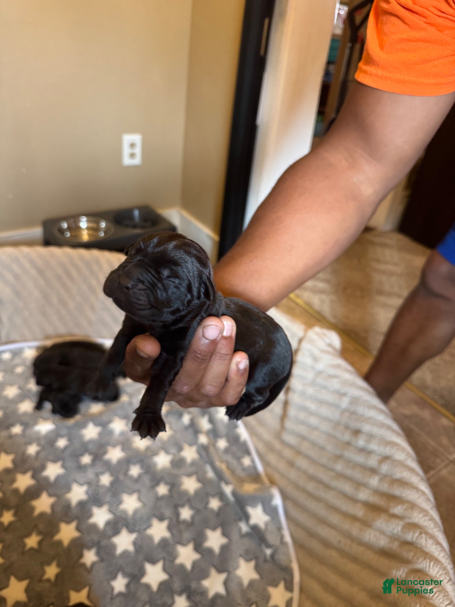 Cane Corso dogs Cane Corso 2 - Ad 3