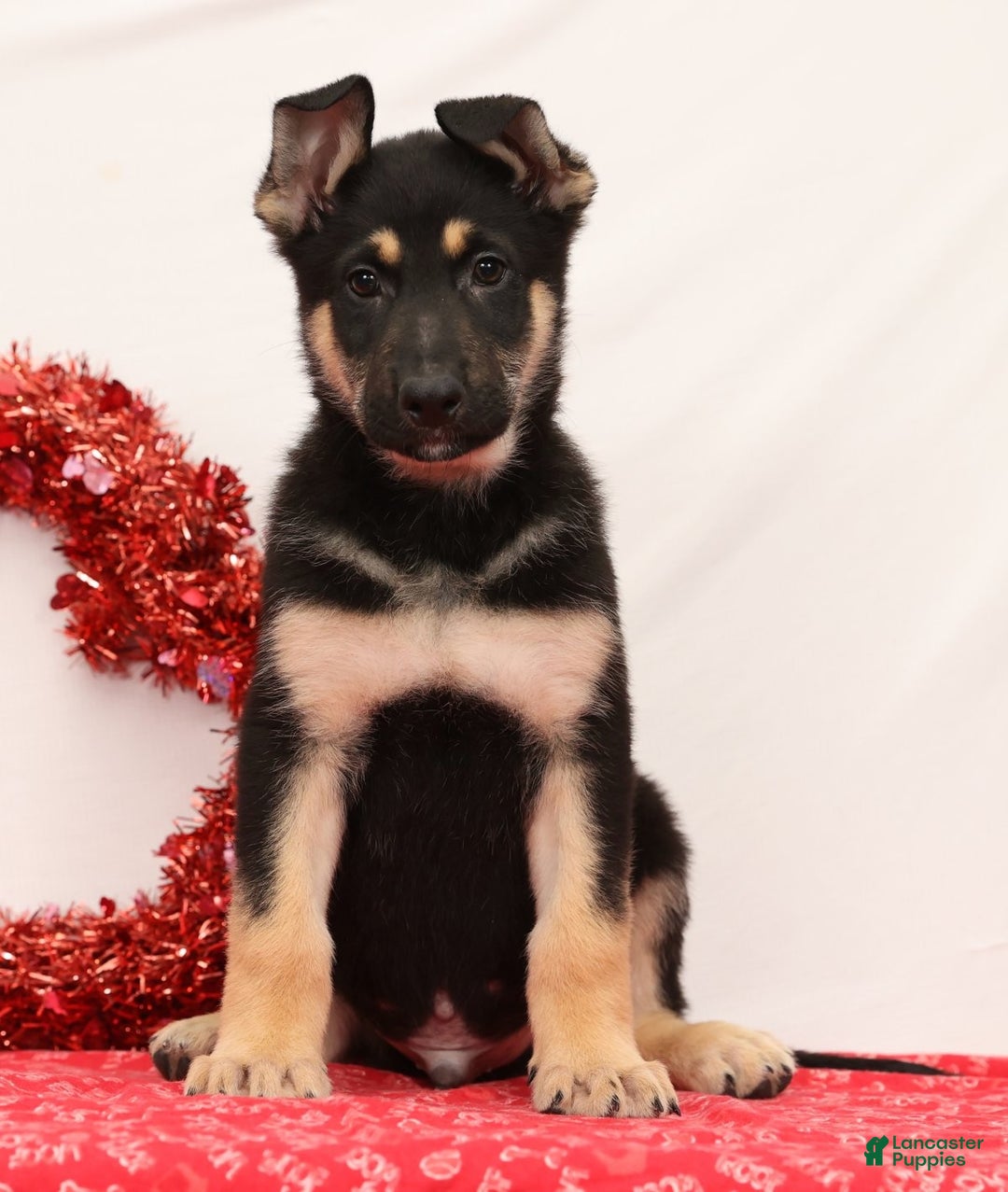 German Shepherd dogs for sale: Moose - Ad 3