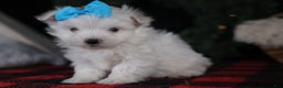Maltese dogs for sale: ANDREW - Ad 6