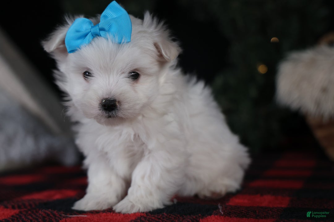 Maltese dogs for sale: ANDREW - Ad 6