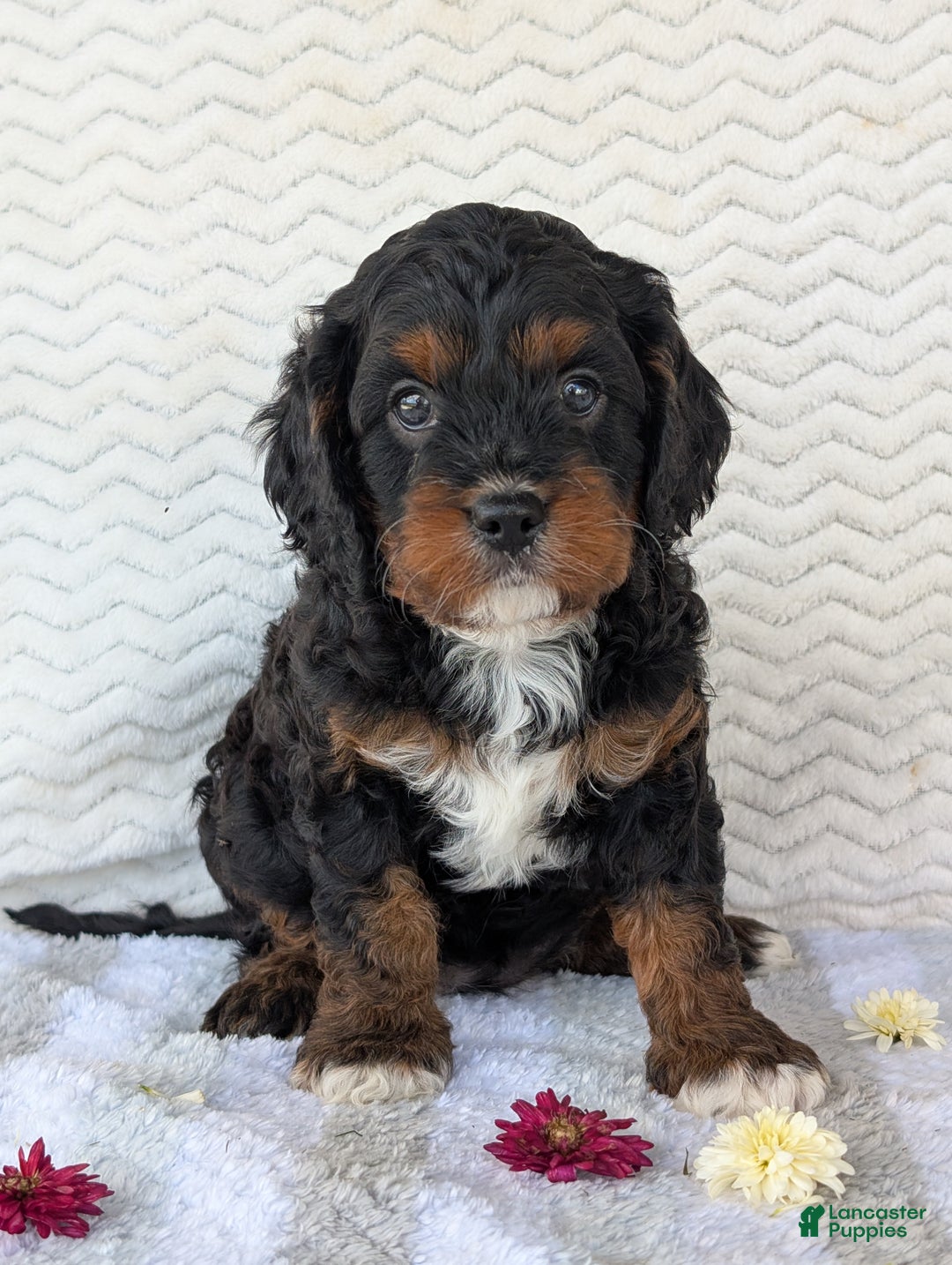 Cavapoo dogs for sale: Abby - Ad 2