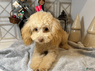 Toy Poodle dogs 🎄✨ Tiny 3.3-lbs. Toy Poodle - 90% potty trained, ACA reg., 6mo old - Ready to join your family for the holidays! 🎁 - Ad 27
