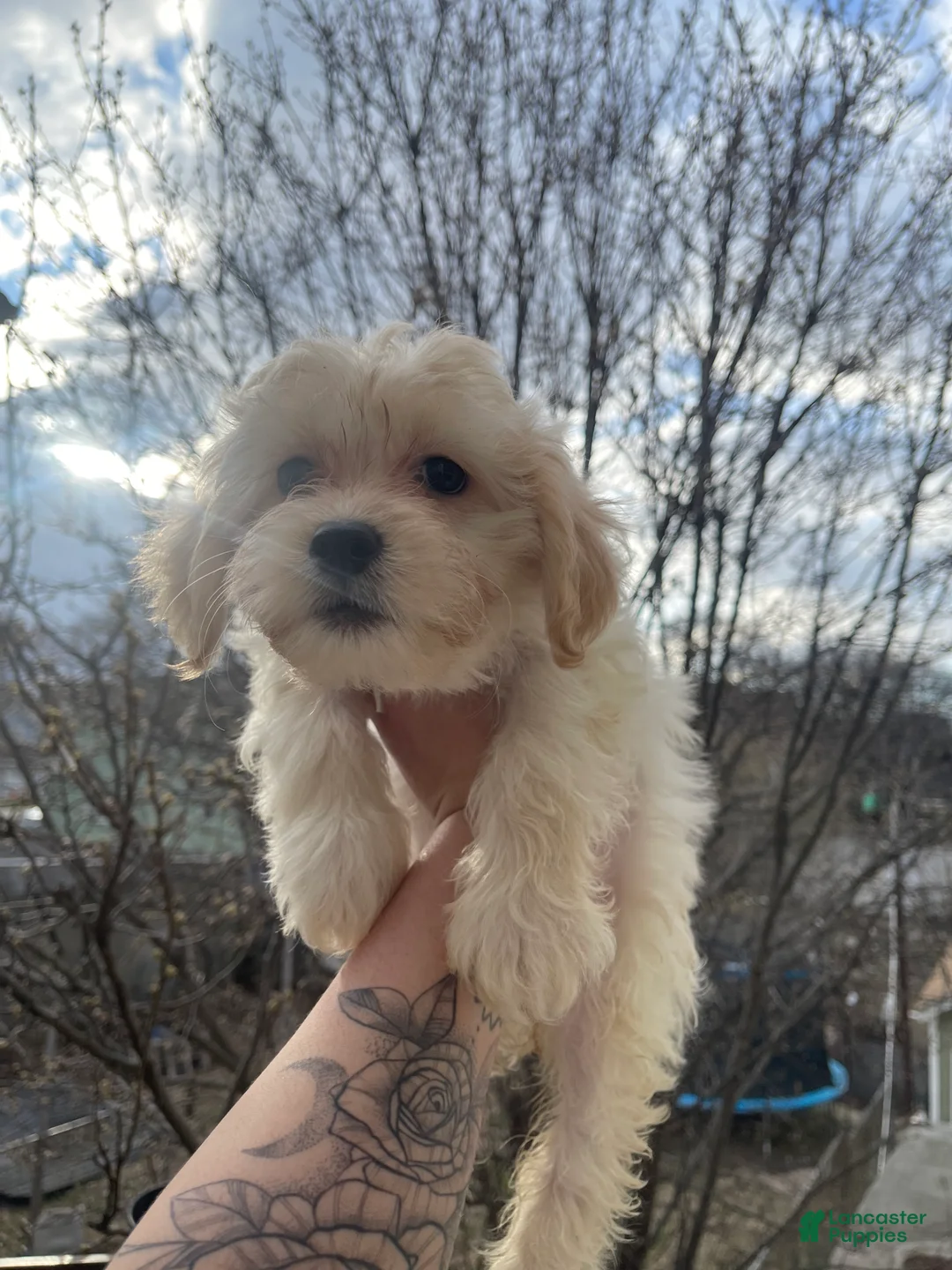 Maltipoo dogs for sale: Tequila - Ad 2