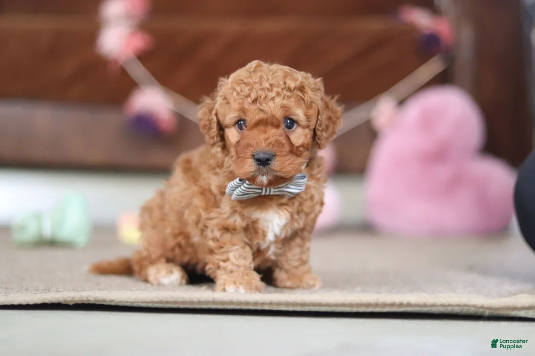 Cavapoo dogs for sale: Henry - Ad 1