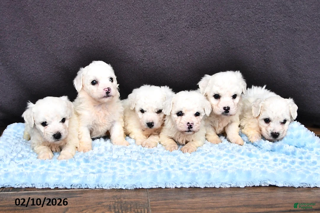 Bichon Frise dogs for sale: Lady - Ad 3